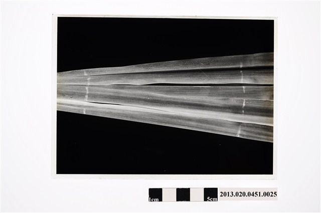 甘蔗病害玻璃底片 (共2張)