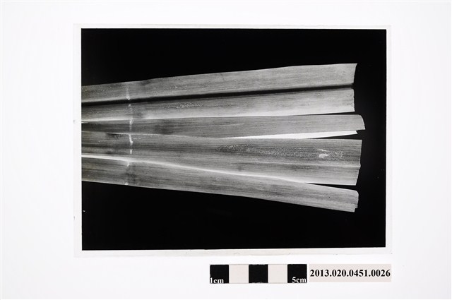 甘蔗病害玻璃底片 (共2張)