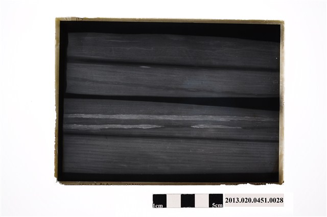 甘蔗病害玻璃底片 (共2張)