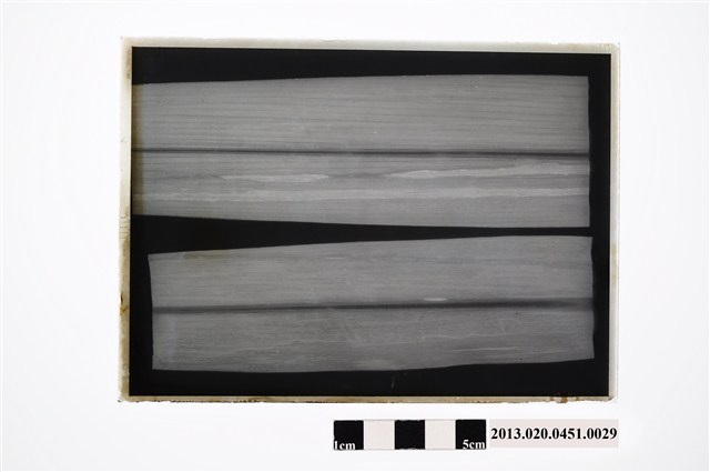 甘蔗病害玻璃底片 (共2張)