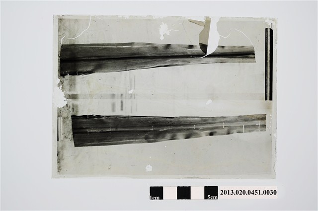 甘蔗病害玻璃底片 (共2張)