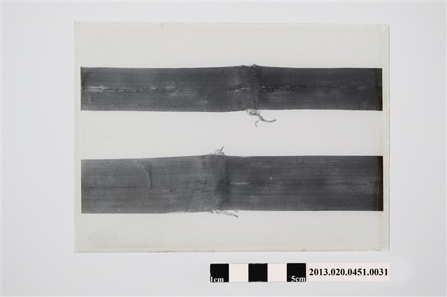 甘蔗病害玻璃底片 (共2張)