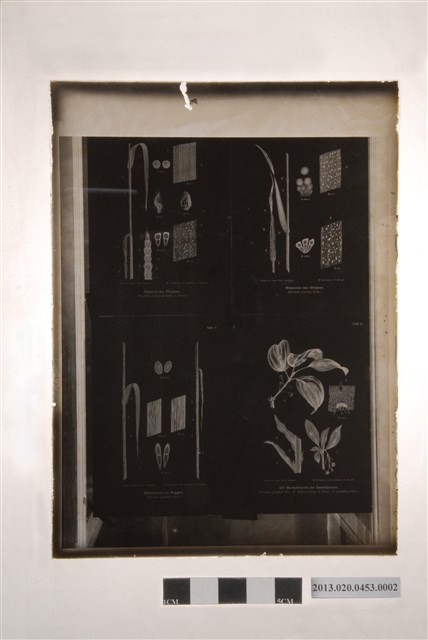 1930年12月14日四幀小麥條銹病圖文說明玻璃底片 (共4張)