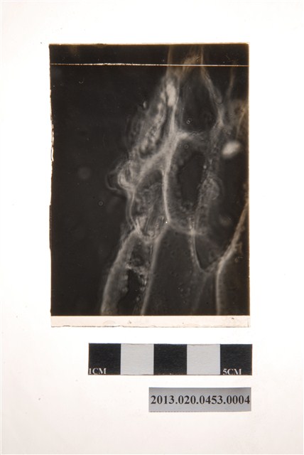 17小時後之分生孢子盤顯微玻璃底片 (共4張)