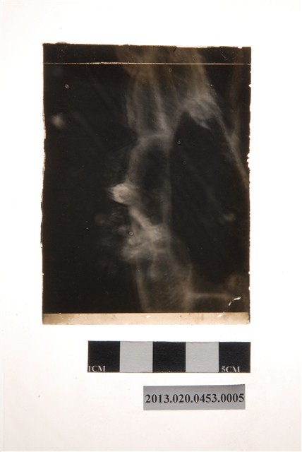 22小時後之分生孢子盤顯微玻璃底片 (共4張)