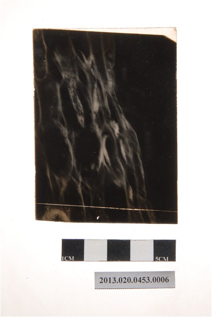 22小時後之分生孢子盤顯微玻璃底片 (共4張)