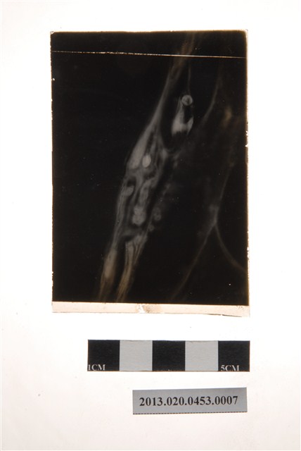 30小時後之分生孢子盤顯微玻璃底片 (共4張)