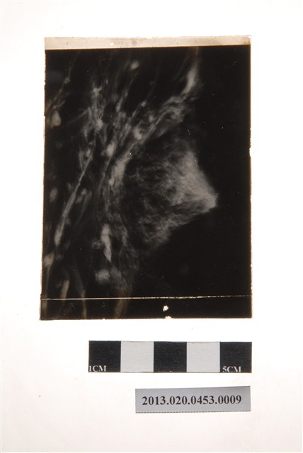 96小時後之分生孢子盤顯微玻璃底片 (共4張)