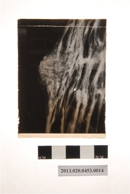 初期分生孢子盤顯微玻璃底片 (共4張)