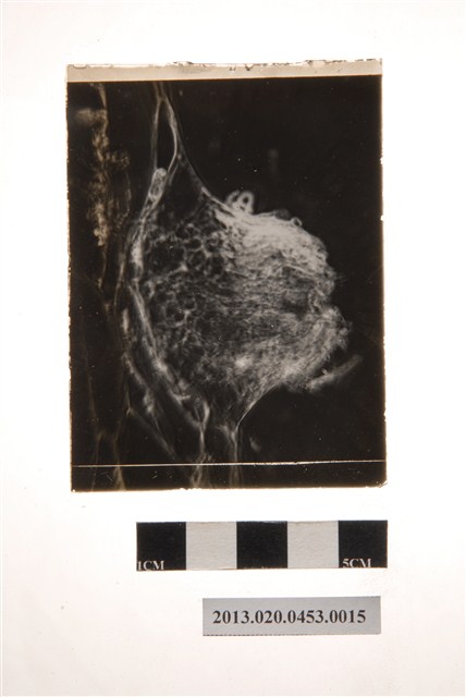 分生孢子盤顯微玻璃底片 (共4張)