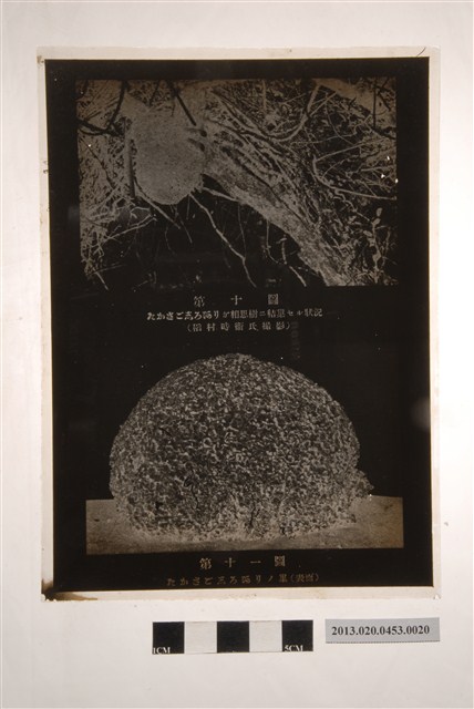 翻拍稻村時衛攝高砂白蟻在相思樹結巢狀況玻璃底片 (共2張)