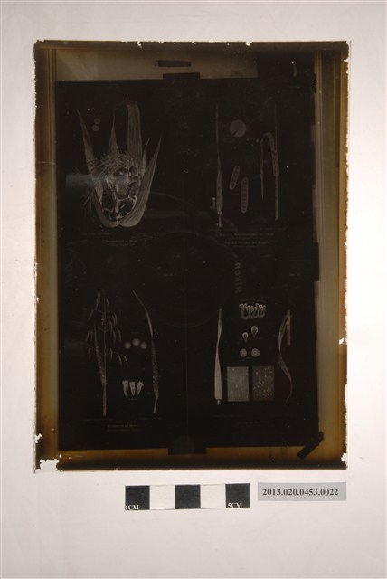 翻拍四幀玉米黑粉病圖文說明玻璃底片 (共2張)