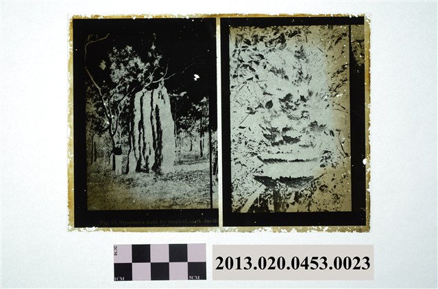 翻拍熱帶蟻窩玻璃底片 (共2張)