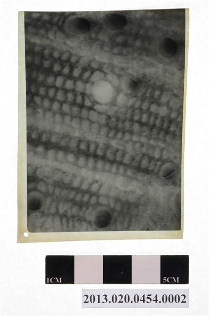 植物病害底片 (共4張)