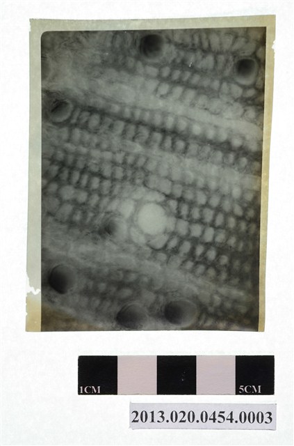 植物病害顯微底片 (共4張)