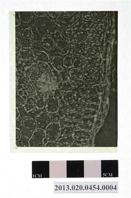 柑橘類疾病顯微底片 (共4張)