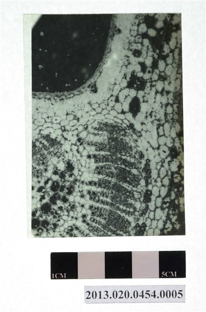 柑橘類疾病顯微底片 (共4張)