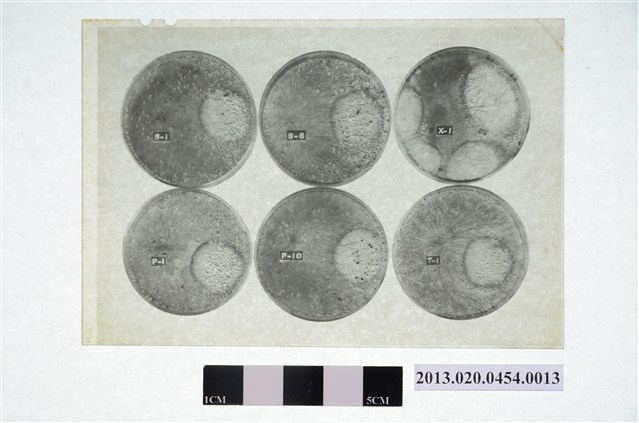 1973年3月20日賴炳琳編號S-1等六個培養皿實驗觀察顯微底片 (共4張)