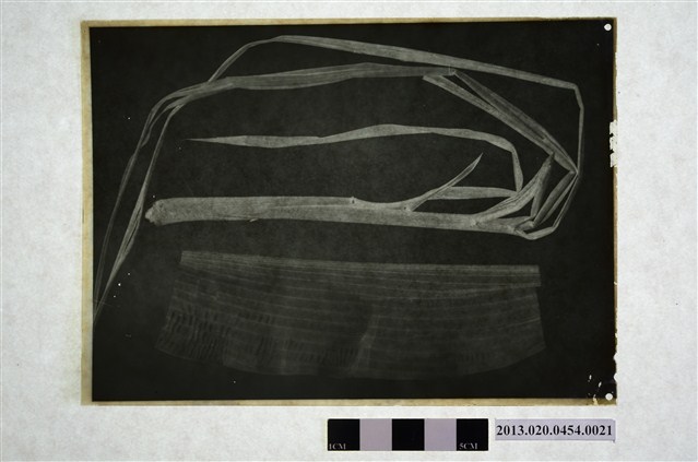 甘蔗病害底片 (共2張)