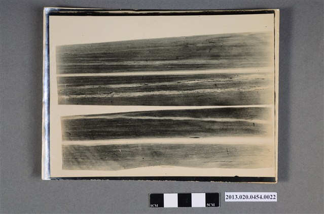 甘蔗病害黑白照片 (共2張)