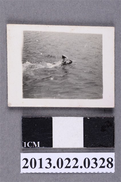 張星賢次子游泳照 (共2張)