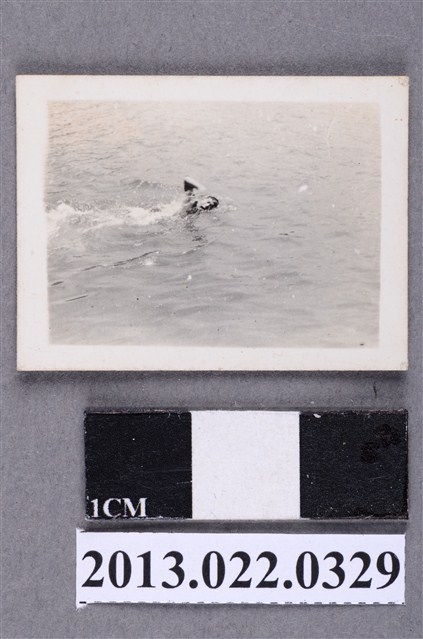 張星賢次子游泳照 (共2張)