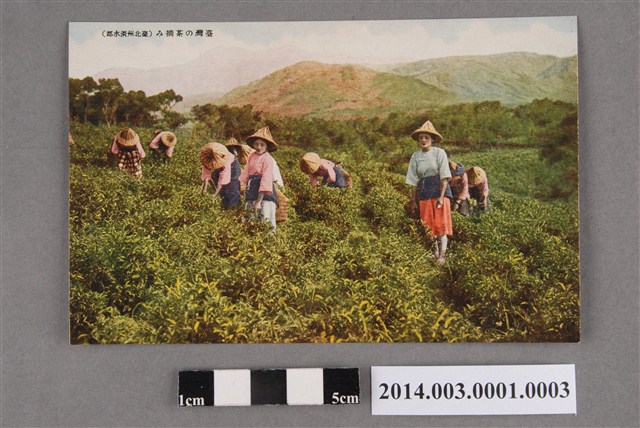 臺灣的採茶 (共2張)