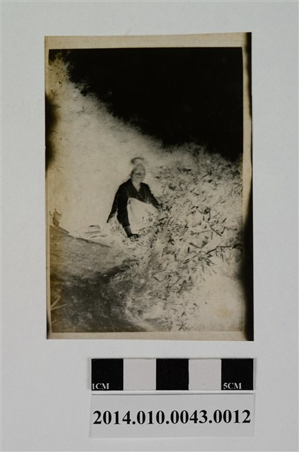 女子獨照 (共2張)