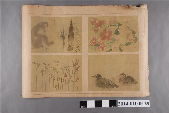 教育掛圖之包紮法 (共4張)