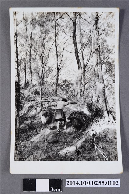 林間挑擔少女 (共2張)