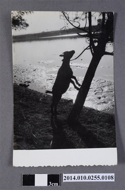 山羊蹬樹 (共2張)