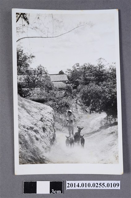 牧羊少年 (共2張)