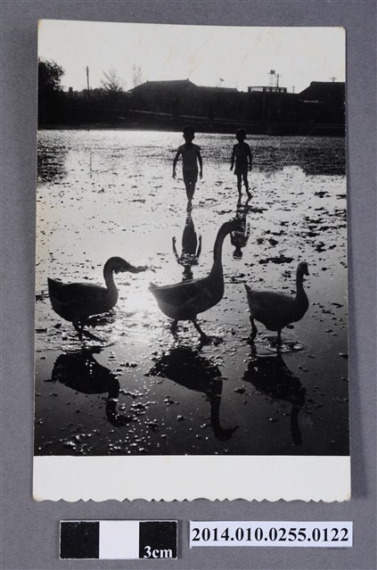 白鵝與童 (共2張)