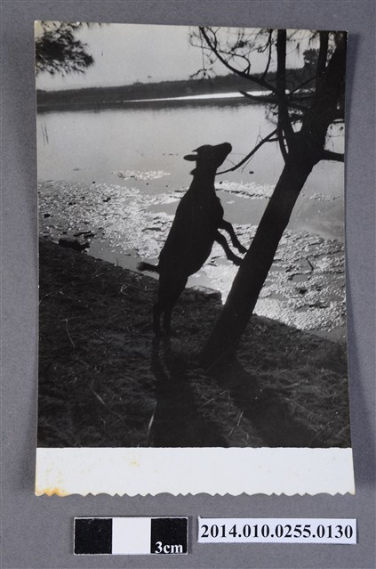 山羊蹬樹 (共2張)