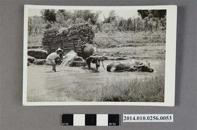 泡水休憩的水牛 (共2張)