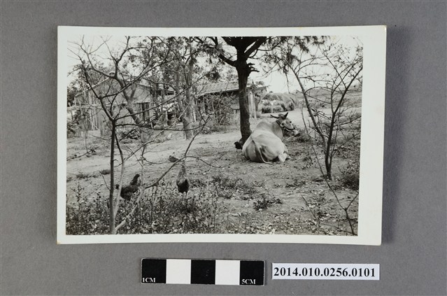 牛隻與雞 (共2張)