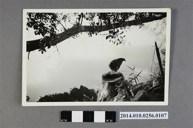 樹頭小鳥 (共2張)