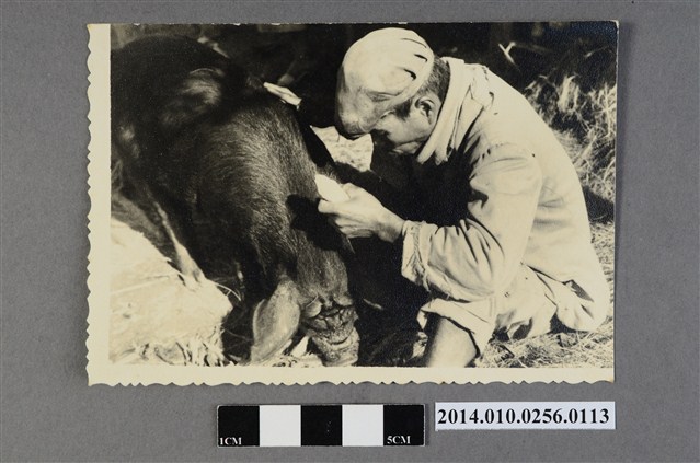 老翁與豬 (共2張)