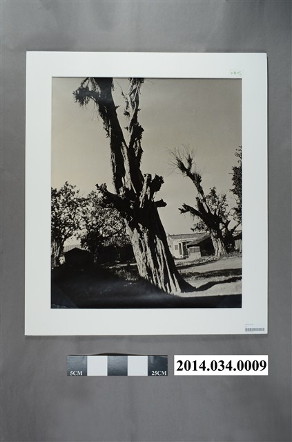 蒼老的台南公園                       (共4張)