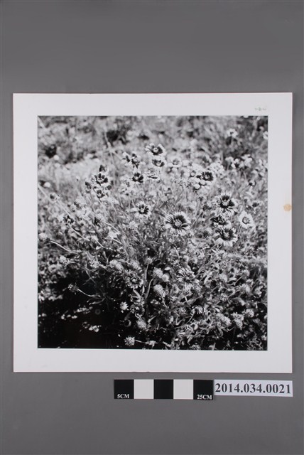 澎湖縣花天人菊  (共2張)