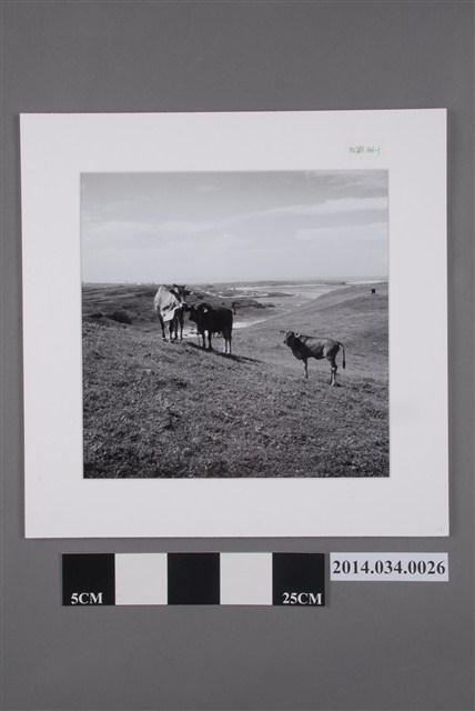 望安的牛                           (共4張)