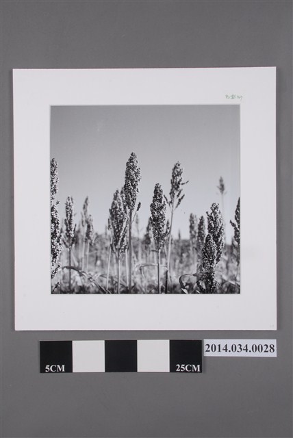 高粱肥                                (共2張)