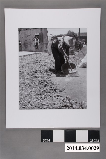 高粱豐收時                      (共4張)