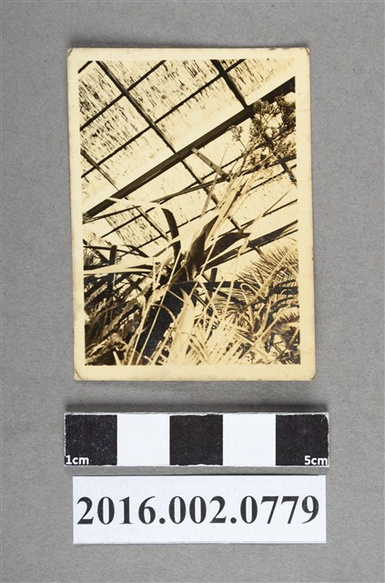 滿洲室內植物園照 (共2張)