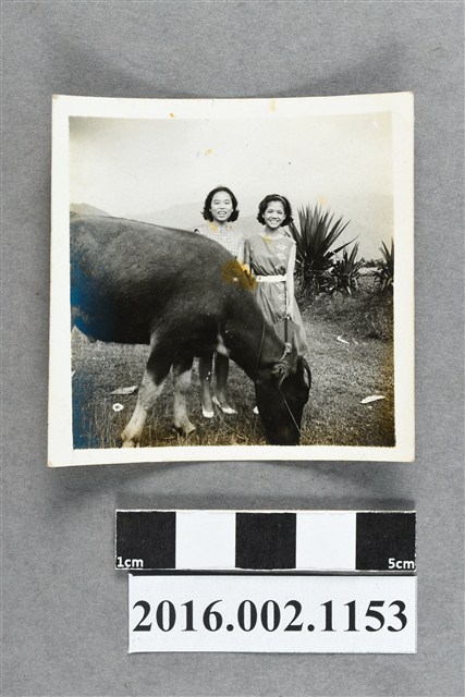 鄭新合之外甥女與友人合照 (共2張)