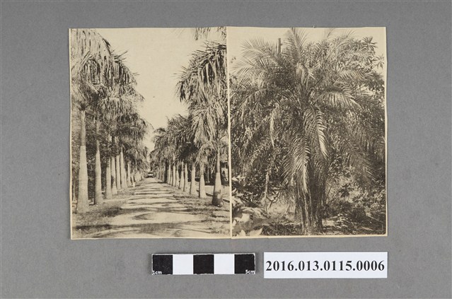 嘉農校園椰林路 (共3張)