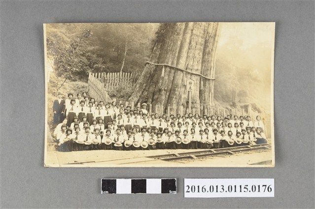 小學生修學旅行於神木前合拍團體照 (共2張)