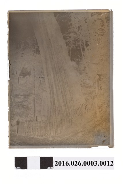 北浦義三翻拍阿里山神木底片 (共2張)