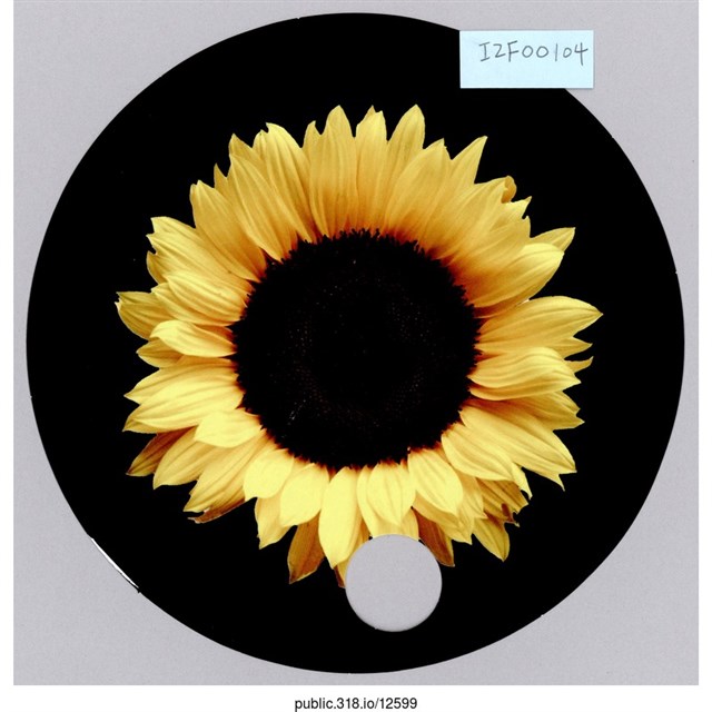 太陽花扇子  (共1張)