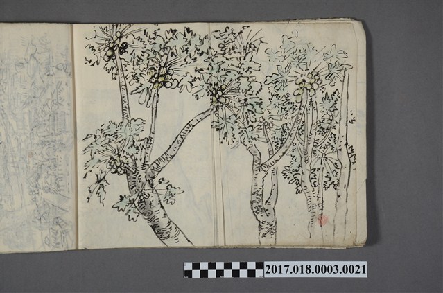 古城江觀繪《植物》 (共2張)